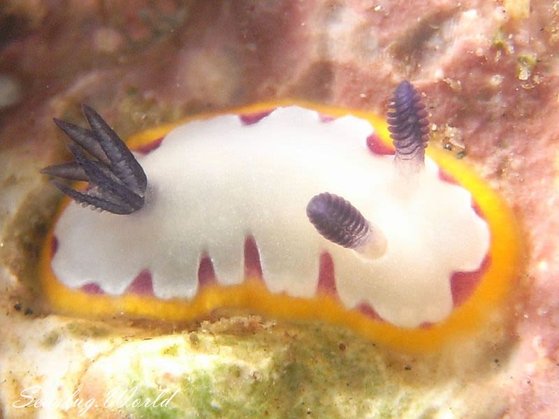 フジナミウミウシ Goniobranchus fidelis