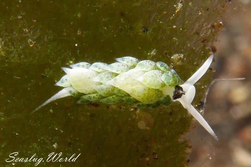 ネオンモウミウシ Costasiella fridae