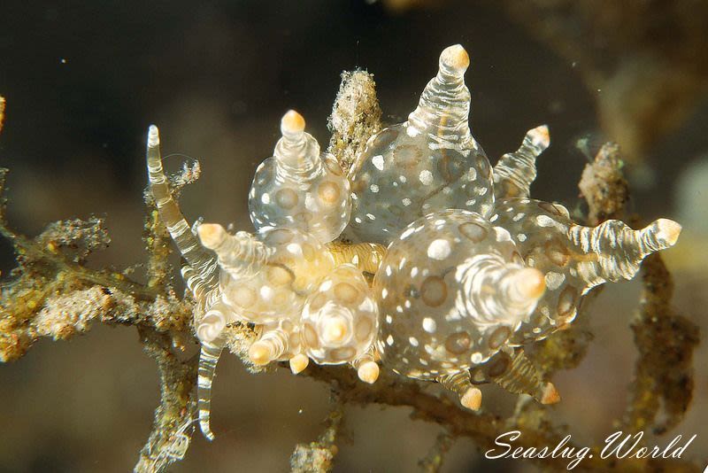 マトミノウミウシ Eubranchus ocellatus