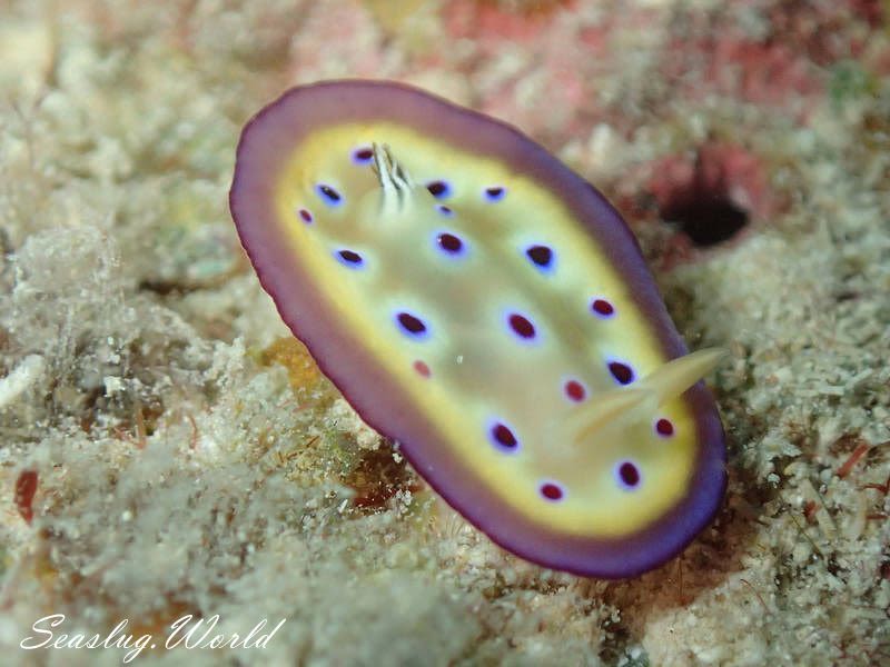 オトヒメウミウシ Goniobranchus kuniei