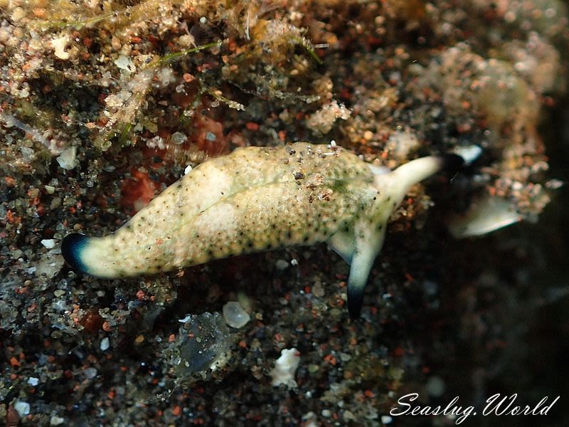 チドリミドリガイ Plakobranchus ocellatus