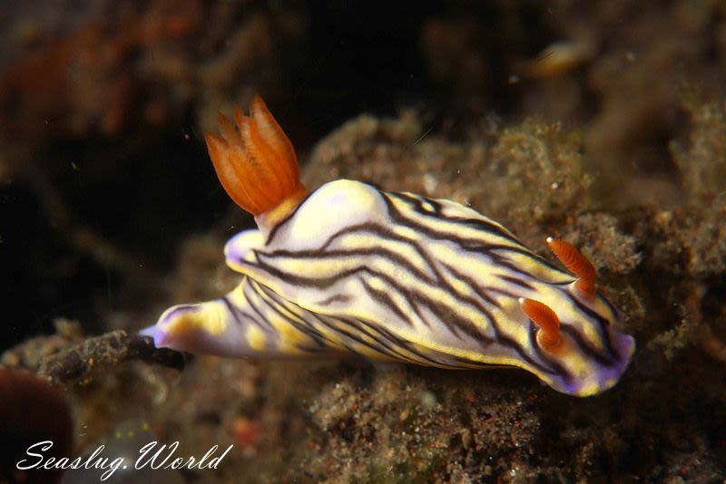 ソヨカゼイロウミウシ Hypselodoris zephyra