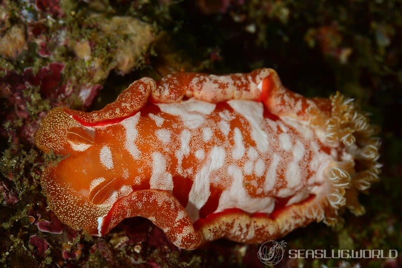 ヘキサブランクス・サングイネウス Hexabranchus sanguineus