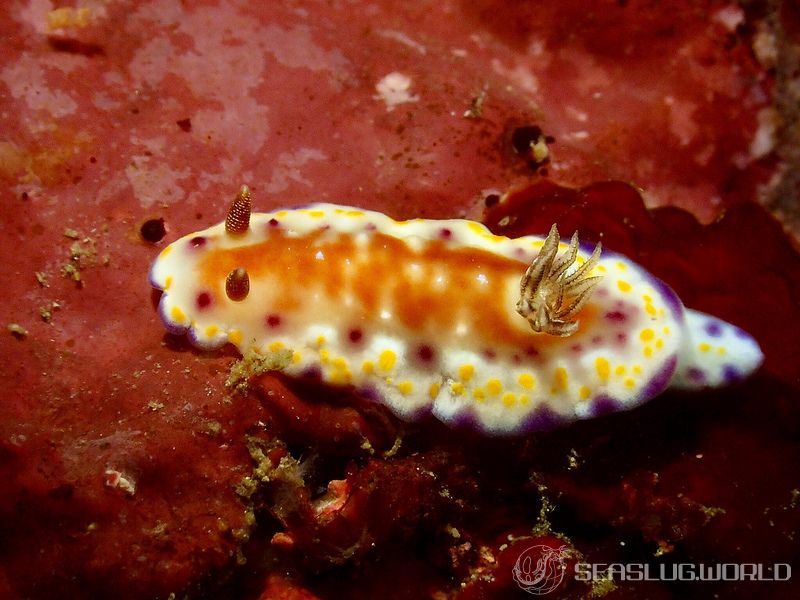 アカネコモンウミウシ Goniobranchus collingwoodi