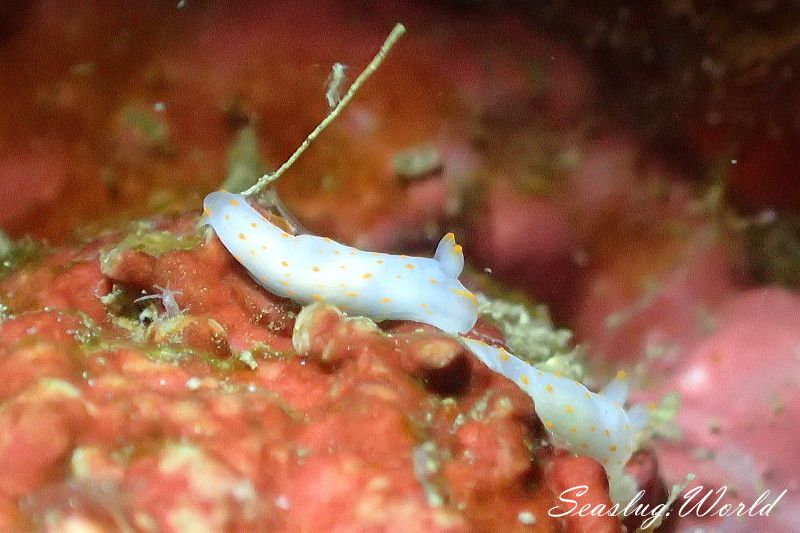 アカボシウミウシ Gymnodoris alba