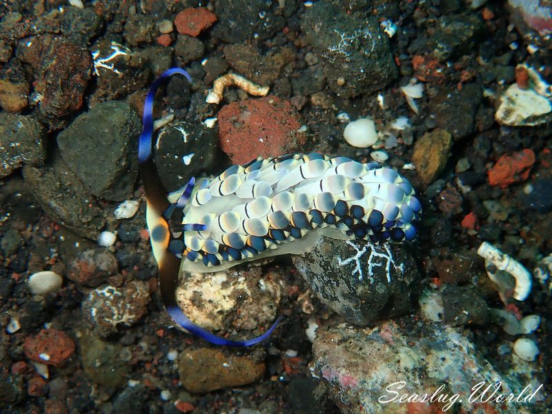 リュウキュウカスミミノウミウシ Cerberilla affinis