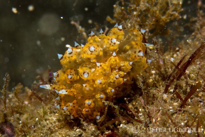 コヤナギウミウシ属の一種 19 Janolus sp.19