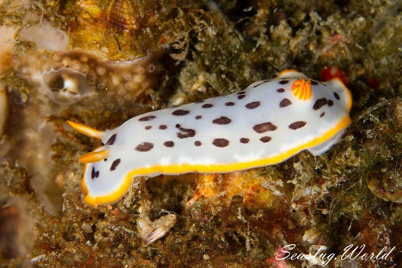 シロウミウシ Chromodoris orientalis