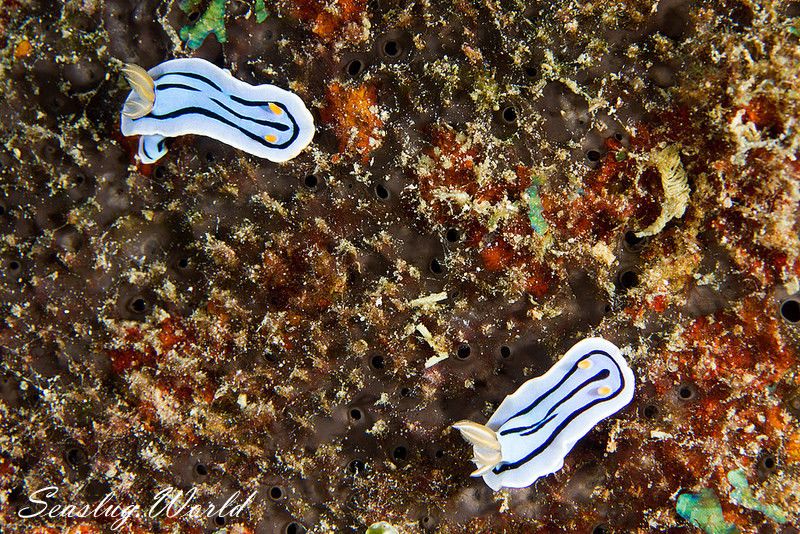 ミスジアオイロウミウシ Chromodoris lochi