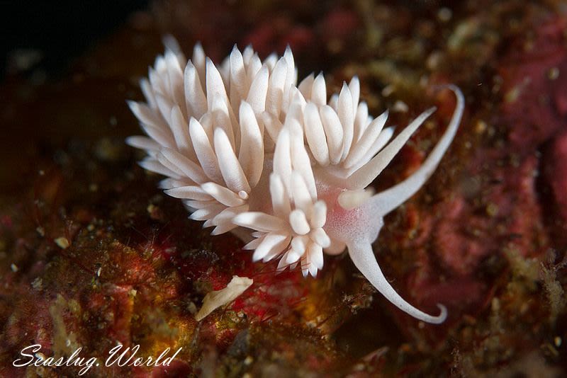 サクラミノウミウシ Sakuraeolis sakuracea