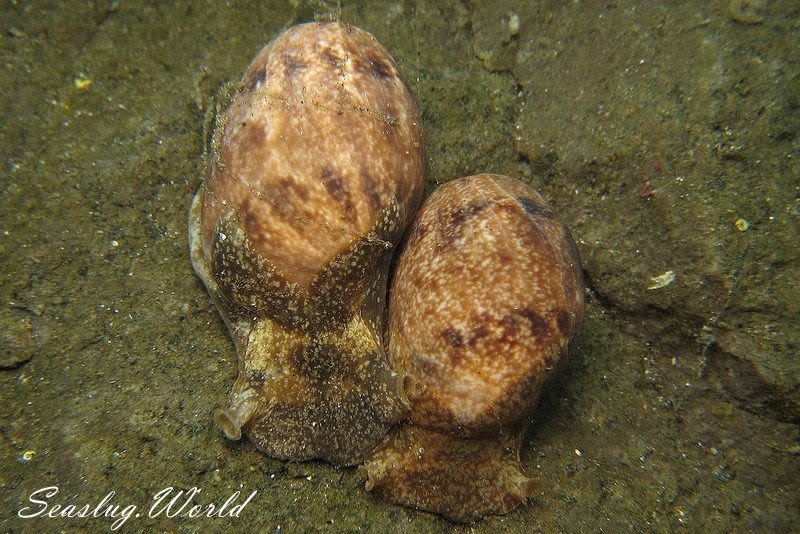 タイワンナツメ Bulla ampulla