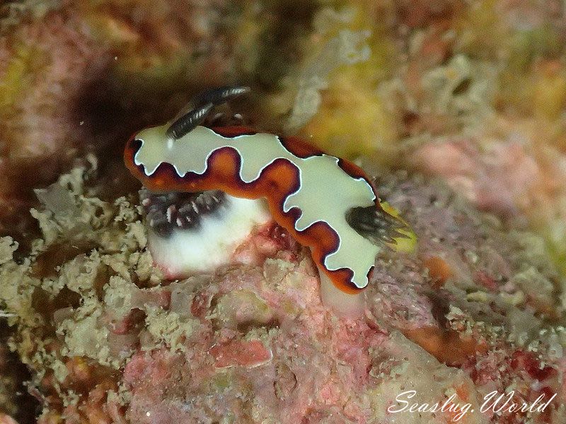 フジナミウミウシ Goniobranchus fidelis