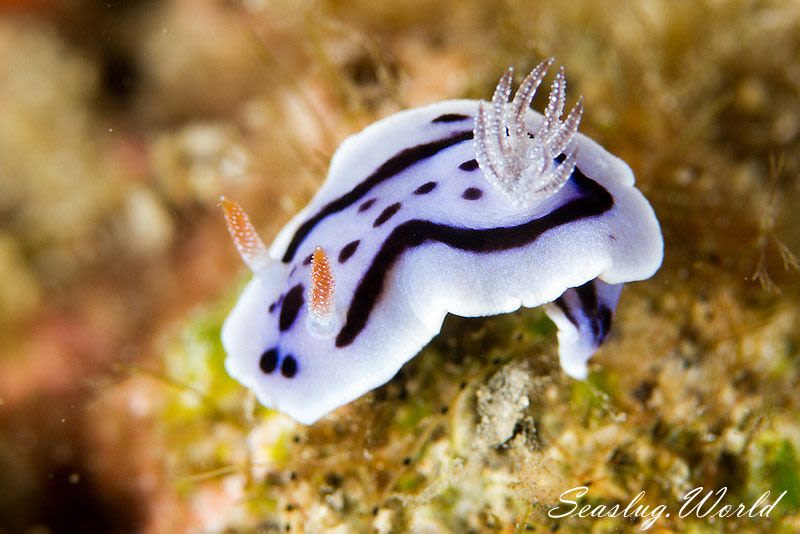 ミゾレウミウシ Chromodoris willani