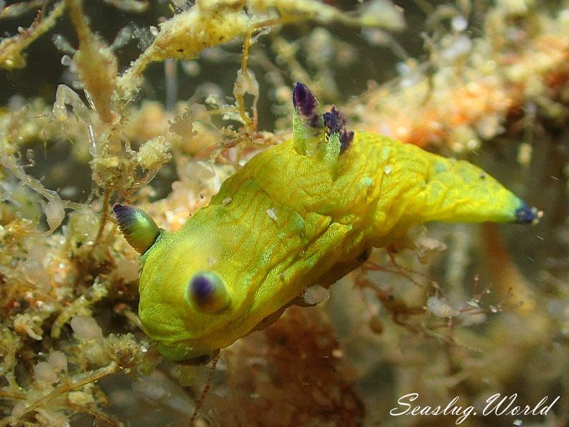 コミドリリュウグウウミウシ Tambja amakusana