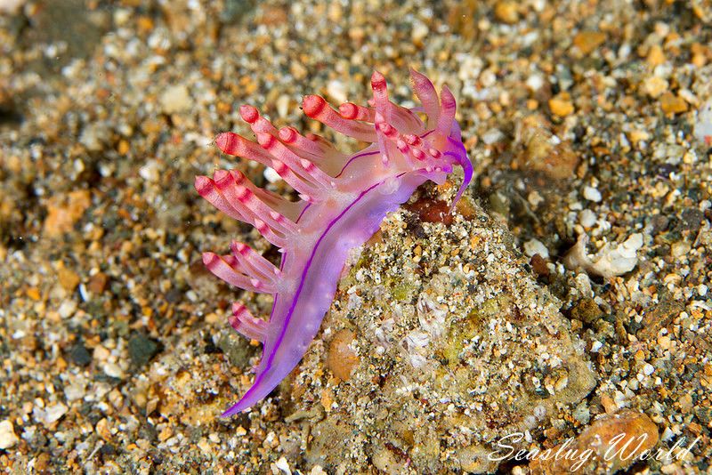 コリュフェリナ・フラムマ Coryphellina flamma