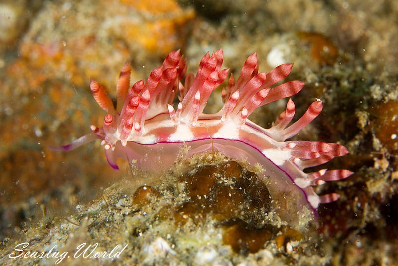 Coryphellina flamma