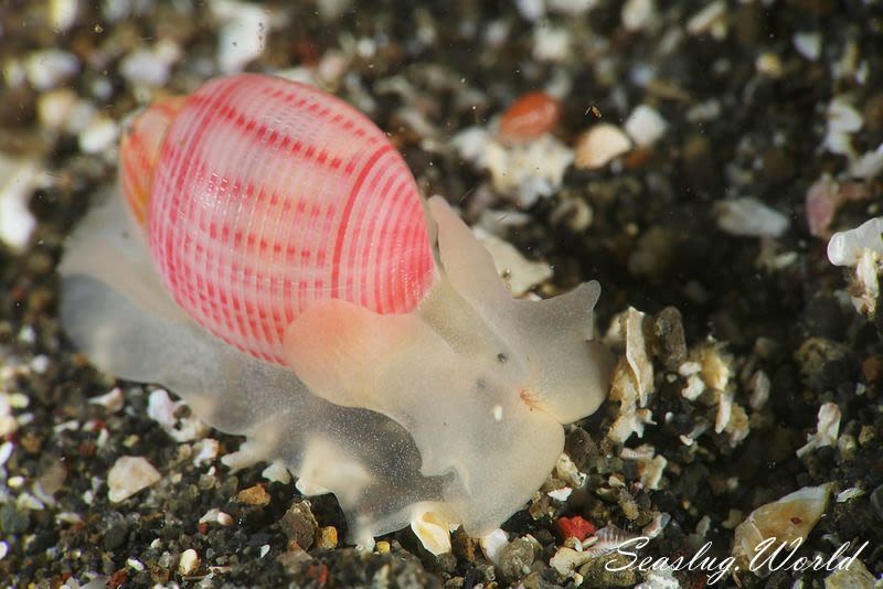 オオベニシボリ Bullina nobilis