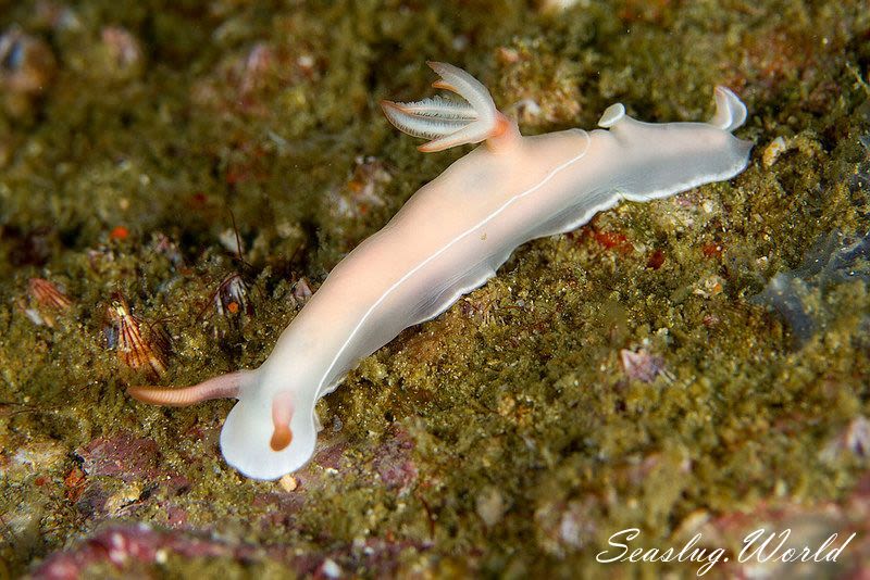 ゾウゲイロウミウシ Hypselodoris bullockii