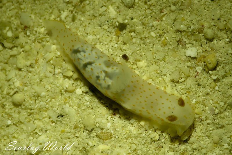 キヌハダウミウシ属の仲間 Gymnodoris spp.