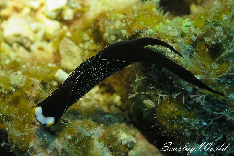 オハグロツバメガイ Mariaglaja inornata