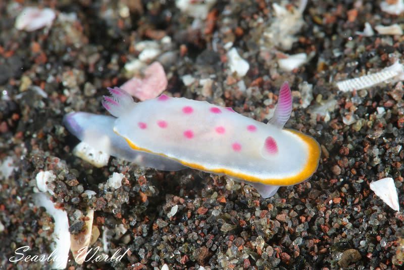 クリヤイロウミウシ Mexichromis mariei