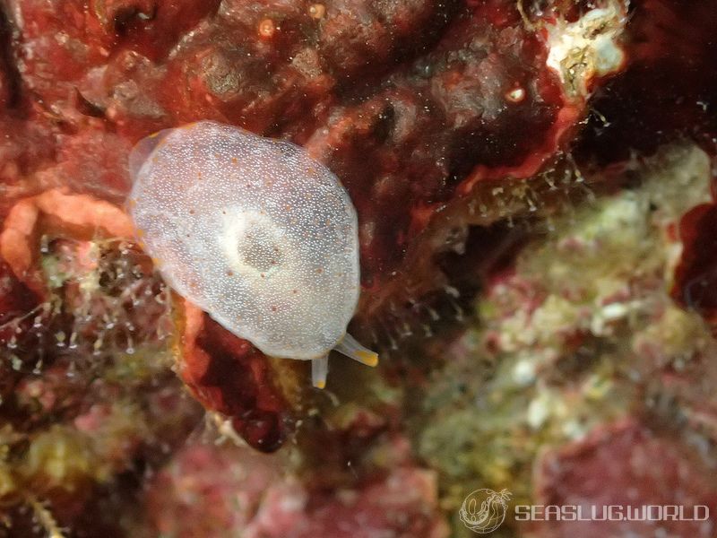 カメノコフシエラガイ Pleurobranchus peronii