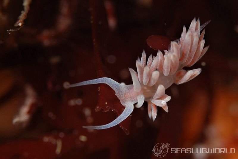 サクラミノウミウシ Sakuraeolis sakuracea