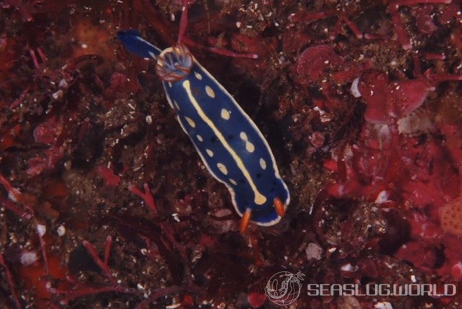 アオウミウシ Hypselodoris festiva