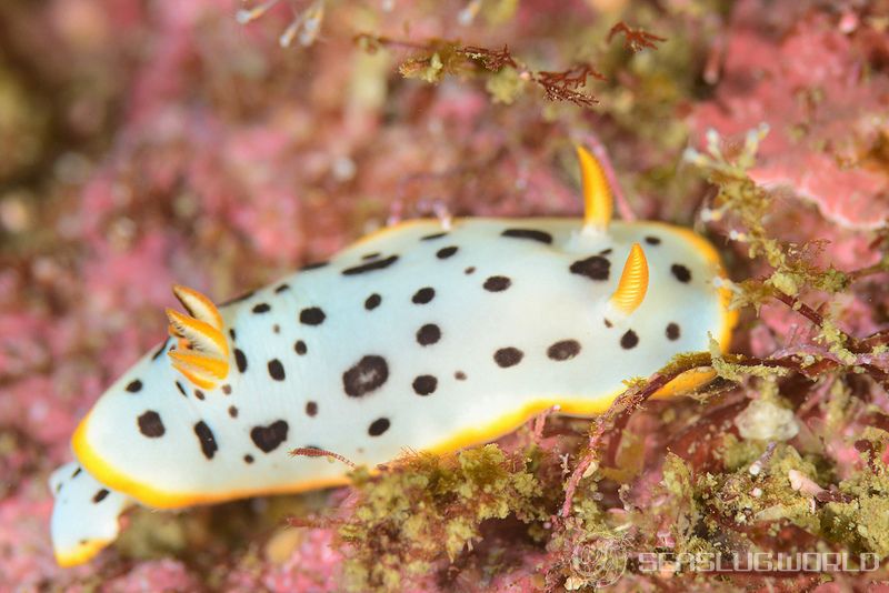 シロウミウシ Goniobranchus orientalis