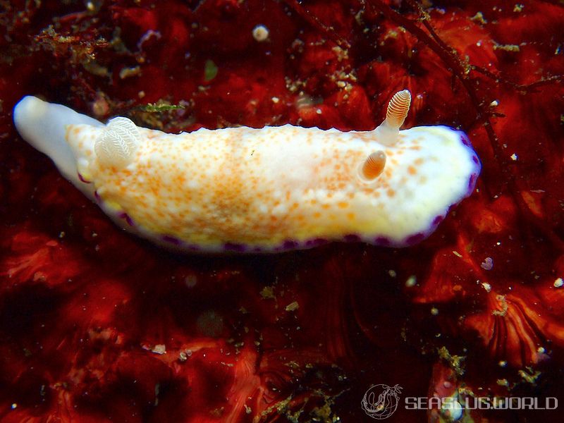 ヒメコモンウミウシ Goniobranchus rufomaculatus