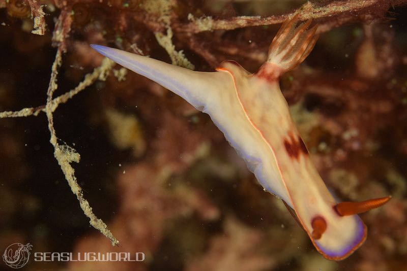Hypselodoris iba Gosliner & Johnson, 2018