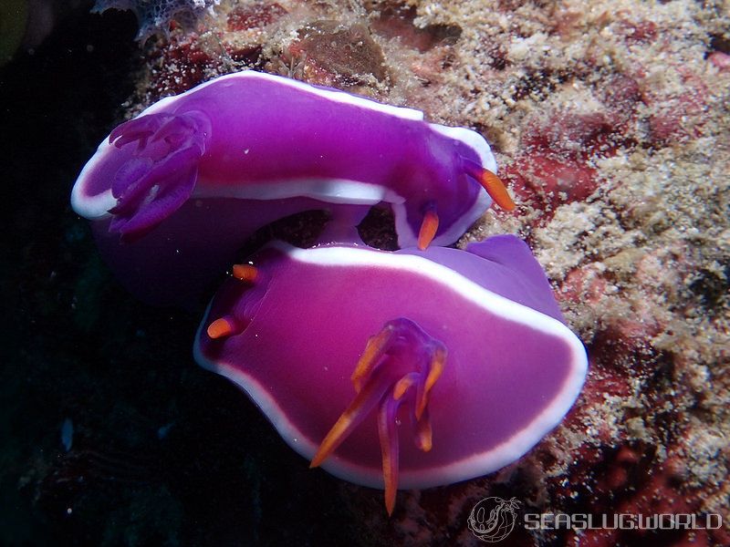 カグヤヒメウミウシ Hypselodoris variobranchia