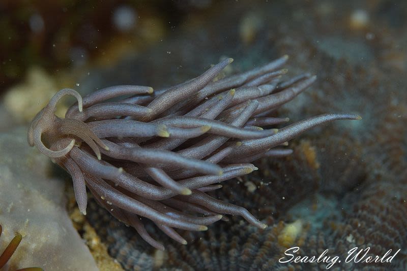 センジュミノウミウシ Phyllodesmium briareum