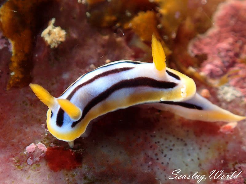 シボリイロウミウシ Chromodoris strigata