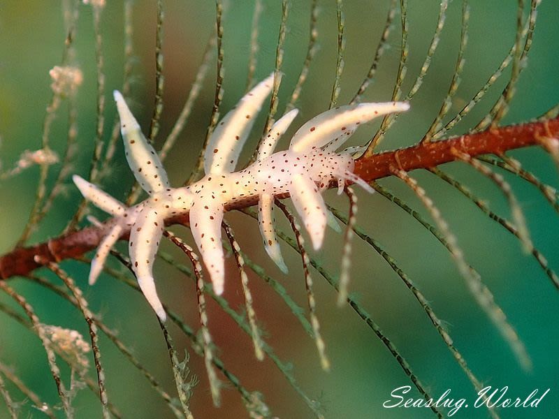 ホソミノウミウシ Eubranchus sp. 9