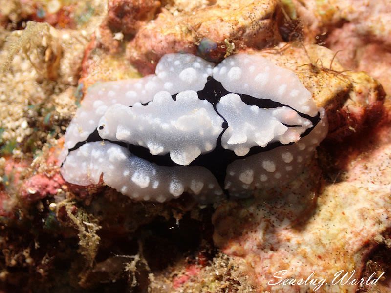 トサカイボウミウシ Phyllidiopsis shireenae