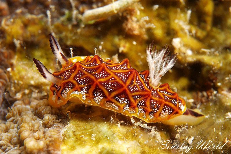 モザイクウミウシ Halgerda tessellata