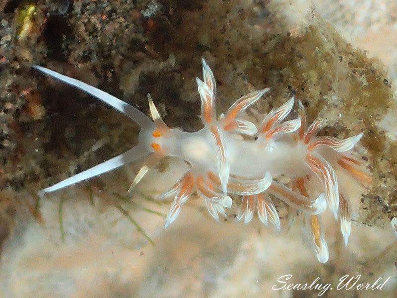 ニセハクセンミノウミウシ Cratena sp. 2