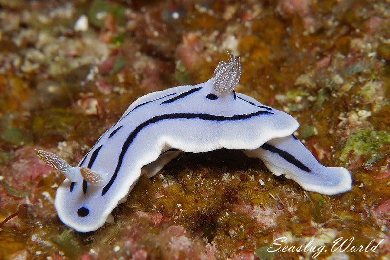 ミゾレウミウシ Chromodoris willani