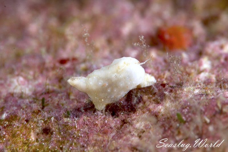 ヤマトウミコチョウ属の一種 4 Gastropteron sp. 4