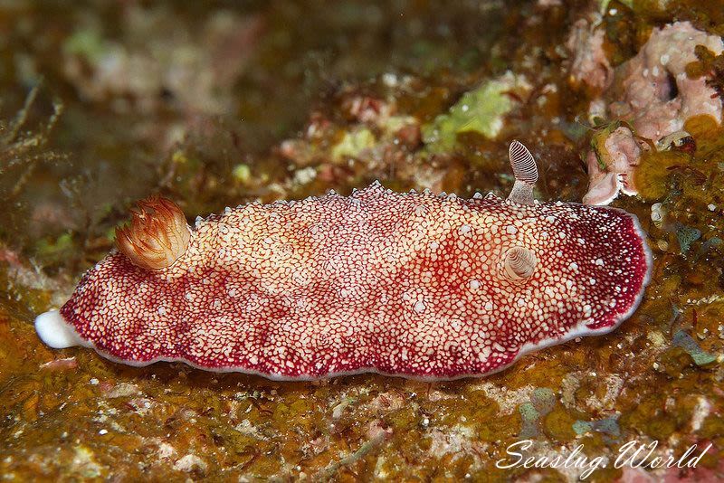 チリメンウミウシ Goniobranchus reticulatus