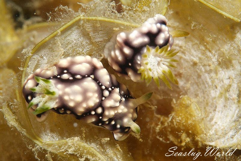 キカモヨウウミウシ Goniobranchus geometricus