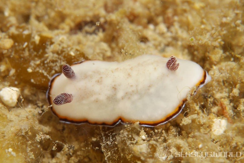 シラヒメウミウシ Goniobranchus sinensis