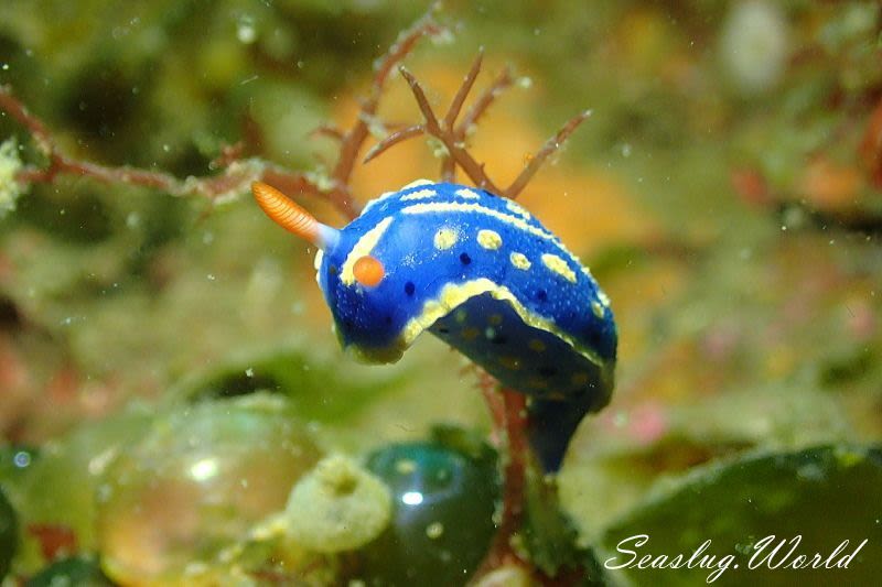 アオウミウシ Hypselodoris festiva