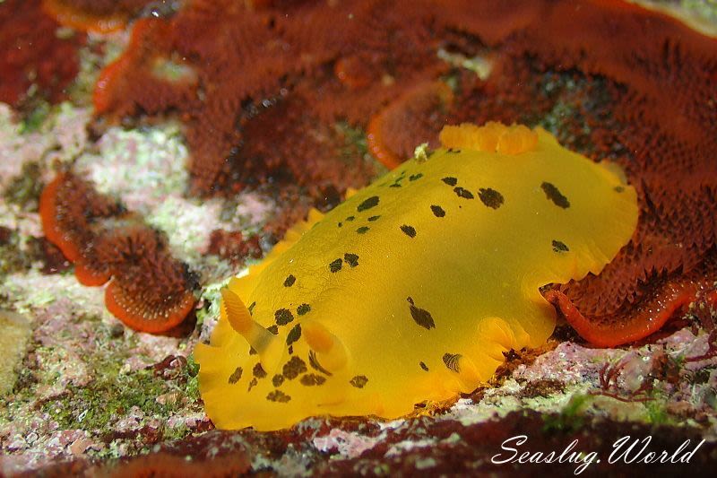 マダラウミウシ Dendrodoris fumata