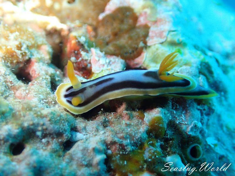 アンナウミウシ Chromodoris annae