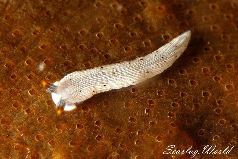 カメキオトメウミウシ Dermatobranchus primus