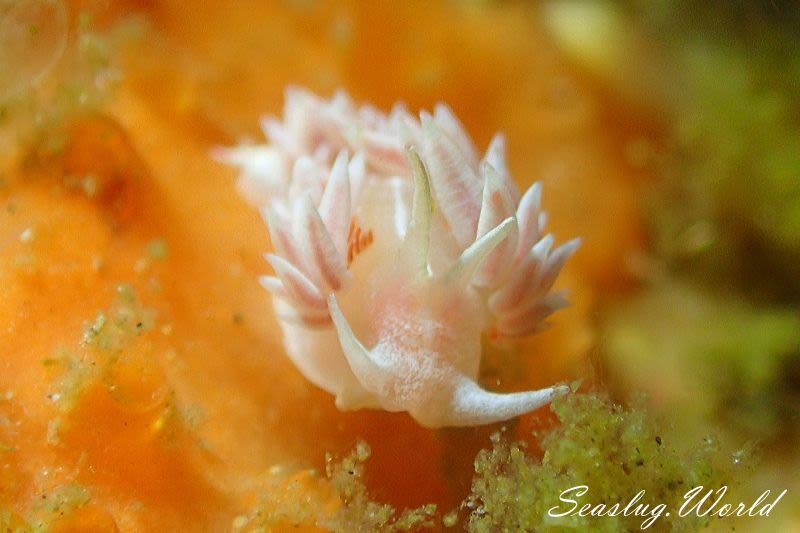 サクラミノウミウシ Sakuraeolis sakuracea