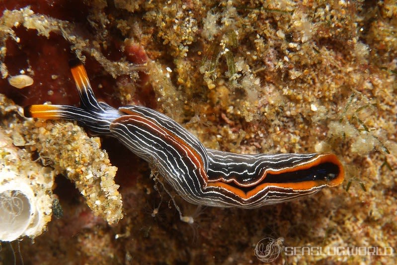 Thuridilla sp. 6