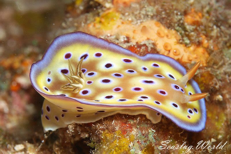 オトヒメウミウシ Goniobranchus kuniei